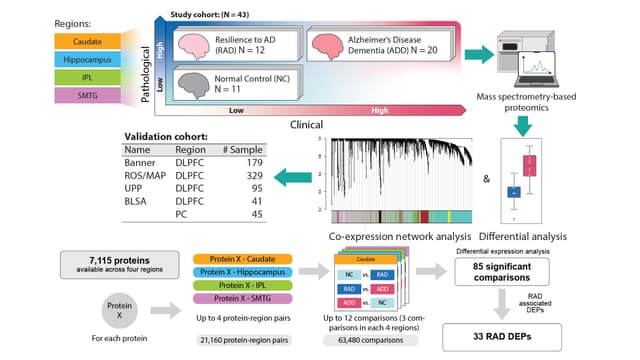 Brain Proteomic Analysis